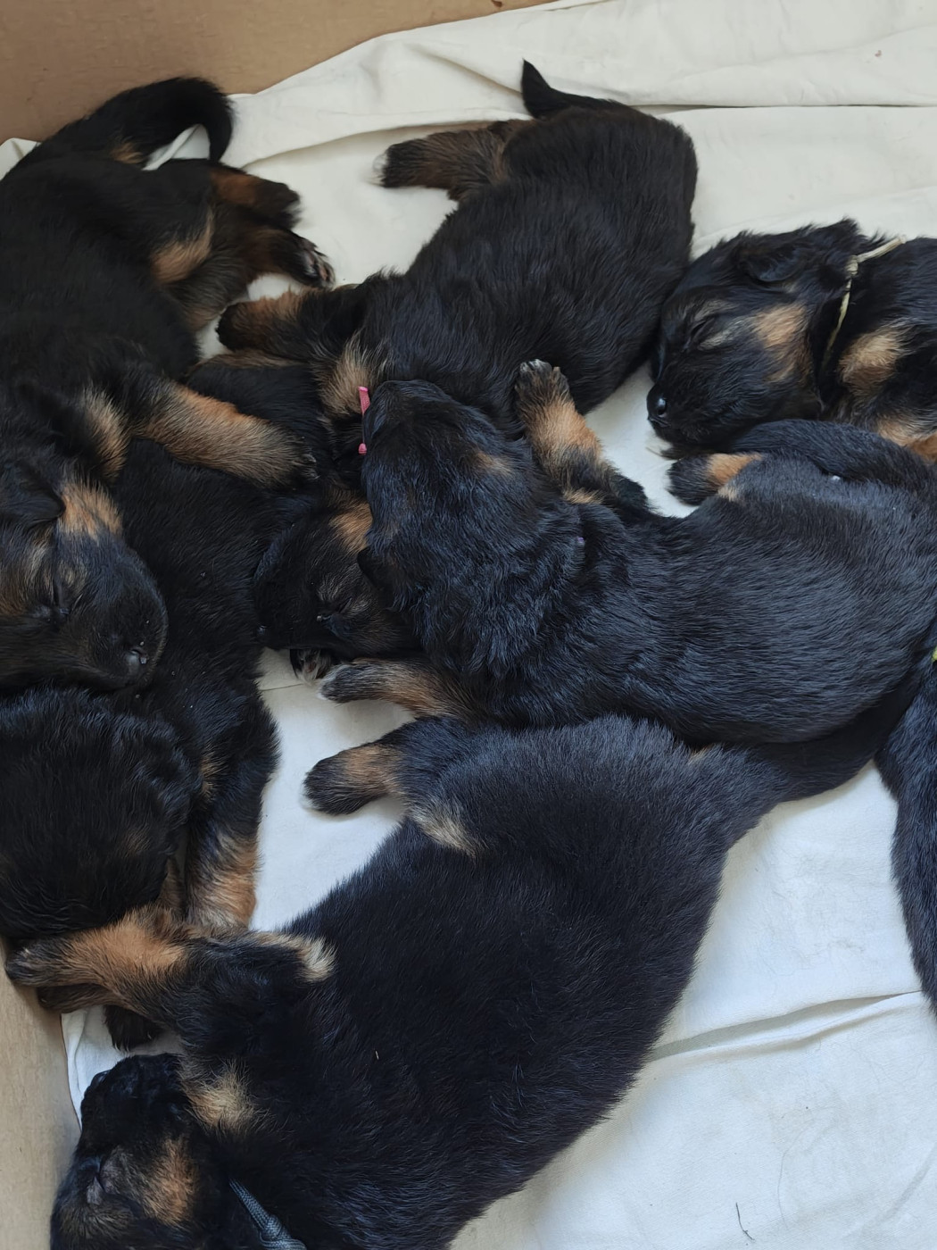 Chiot Berger Allemand Poil Long Des Compagnons D'Ice