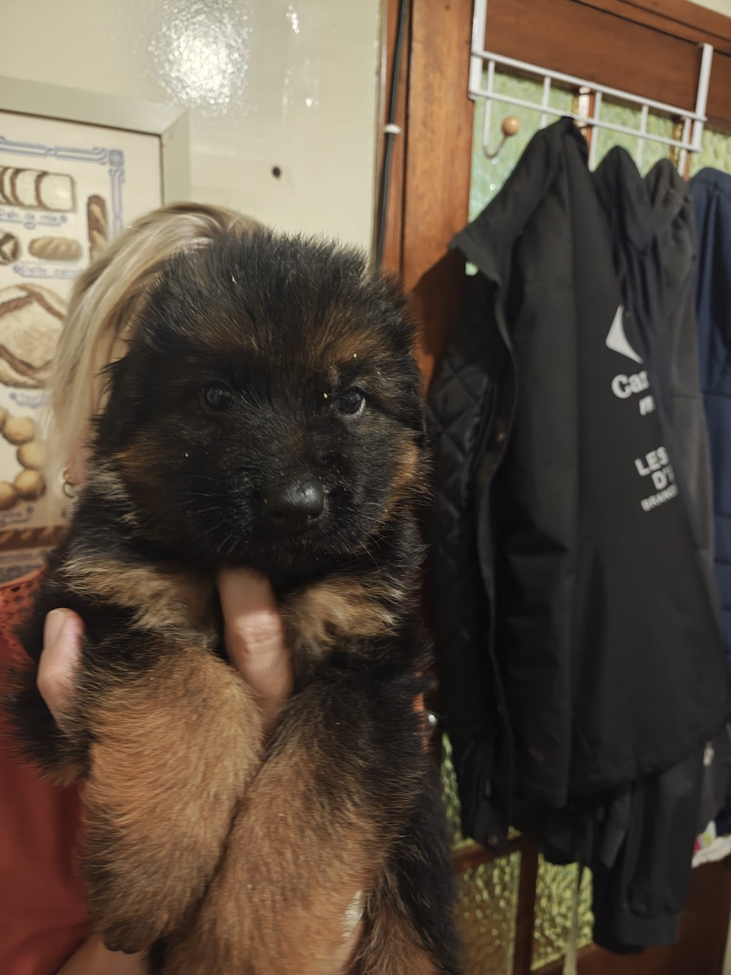 Des Compagnons D'Ice - Chiots disponibles - Berger Allemand Poil Long