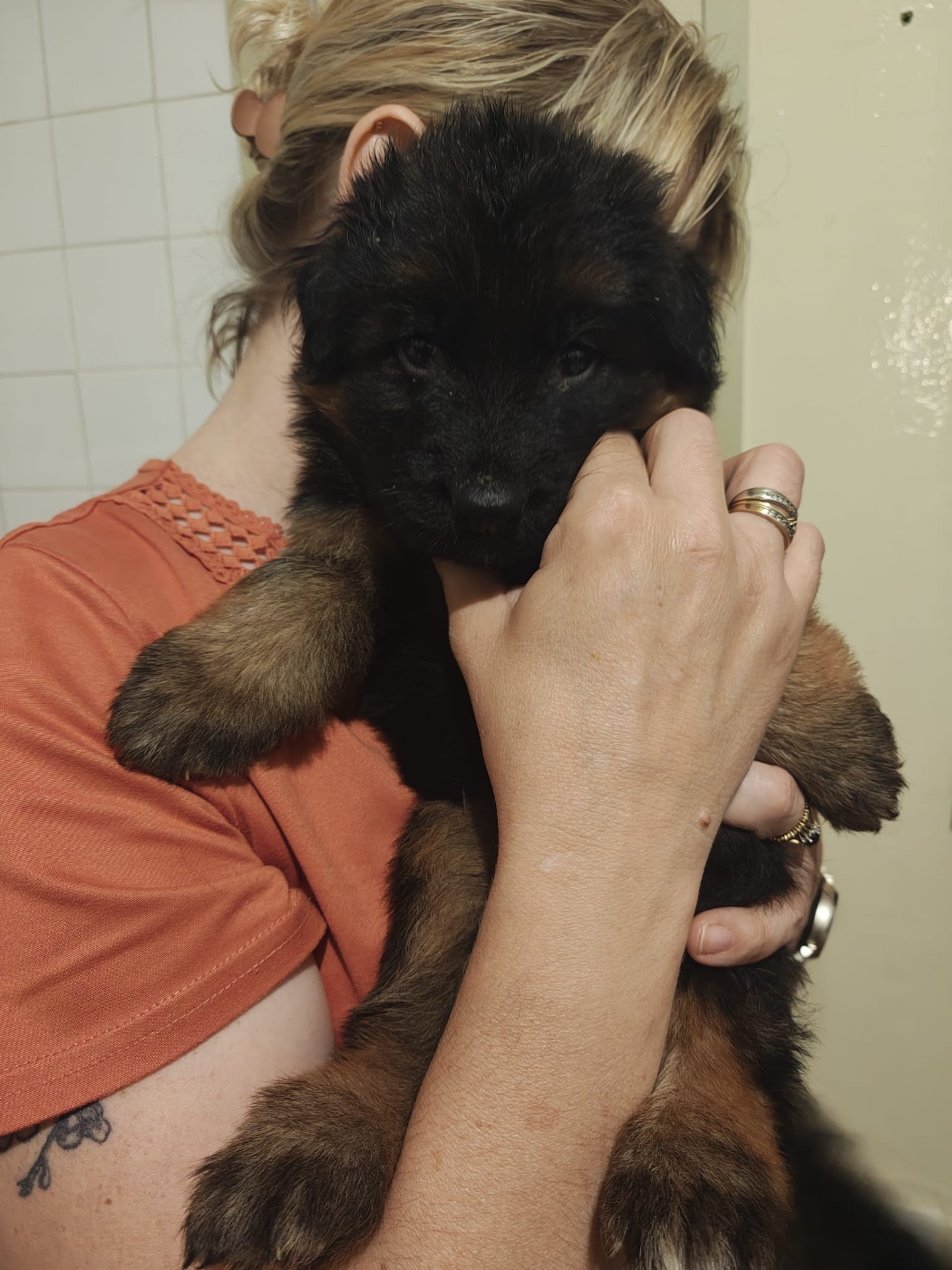 Des Compagnons D'Ice - Chiots disponibles - Berger Allemand Poil Long