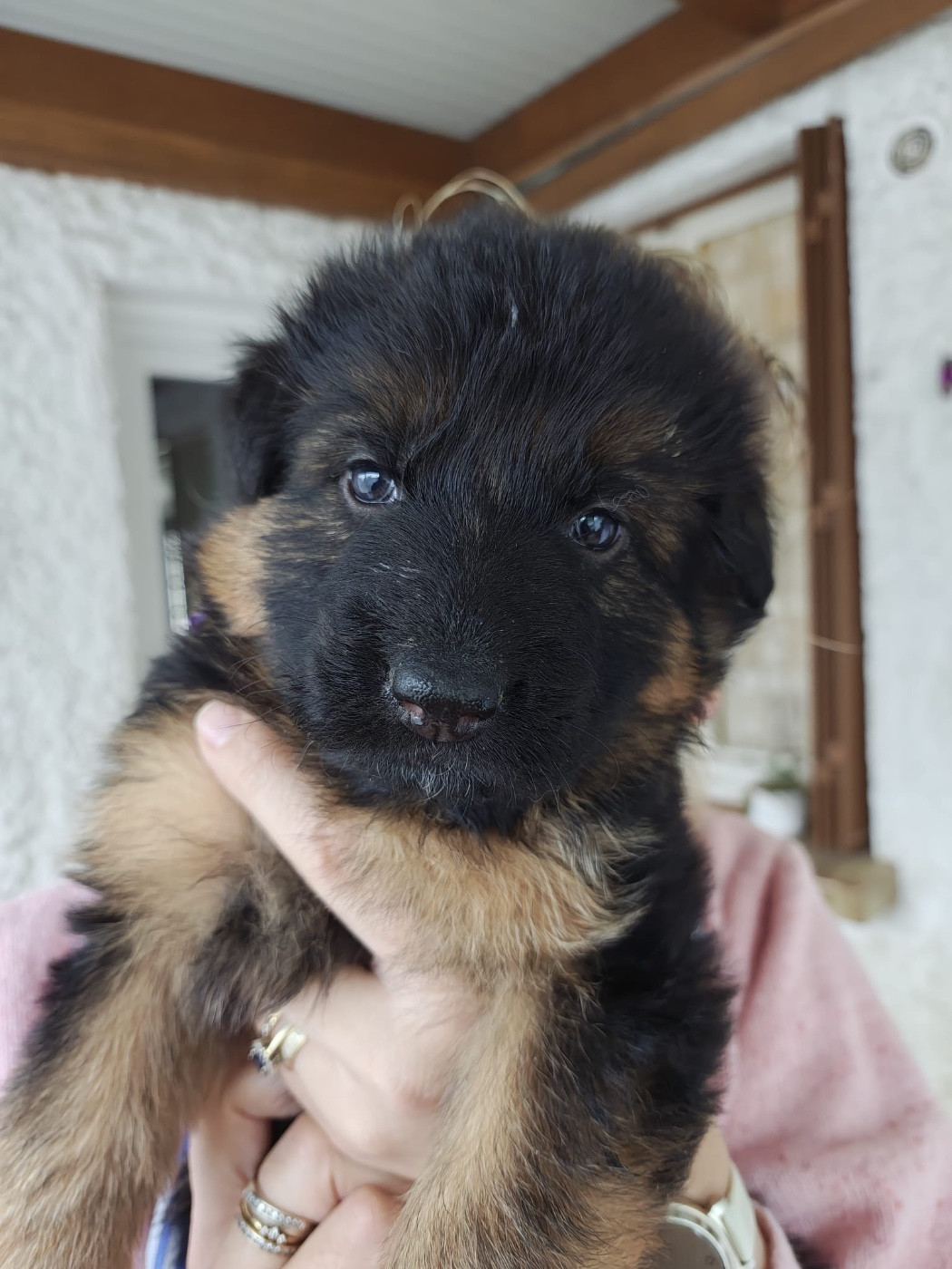 Des Compagnons D'Ice - Chiots disponibles - Berger Allemand Poil Long