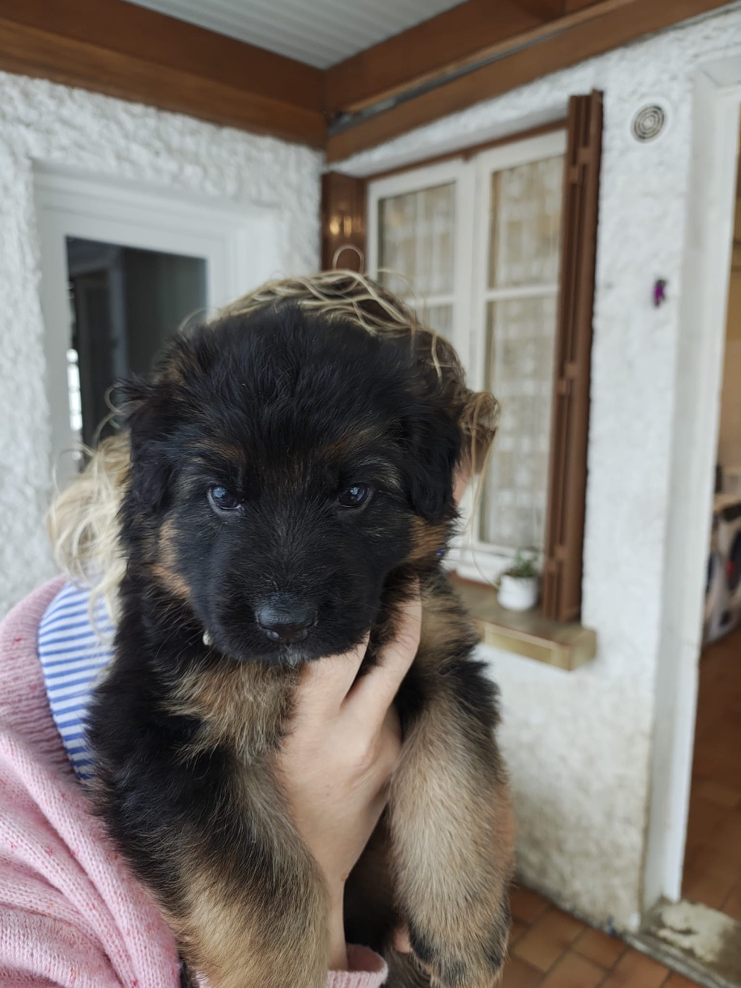 Des Compagnons D'Ice - Chiots disponibles - Berger Allemand Poil Long