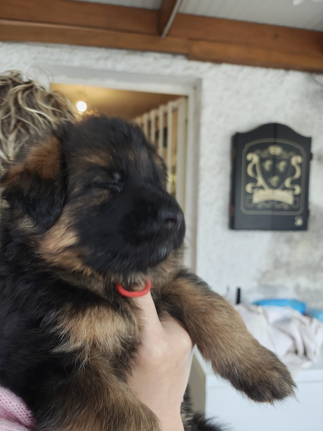 Des Compagnons D'Ice - Chiots disponibles - Berger Allemand Poil Long