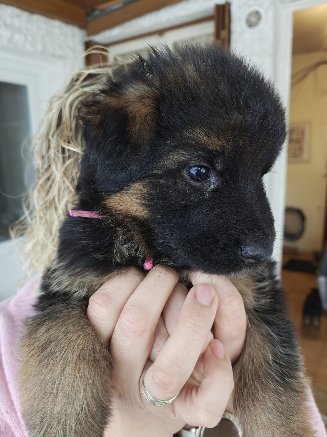 Des Compagnons D'Ice - Chiots disponibles - Berger Allemand Poil Long