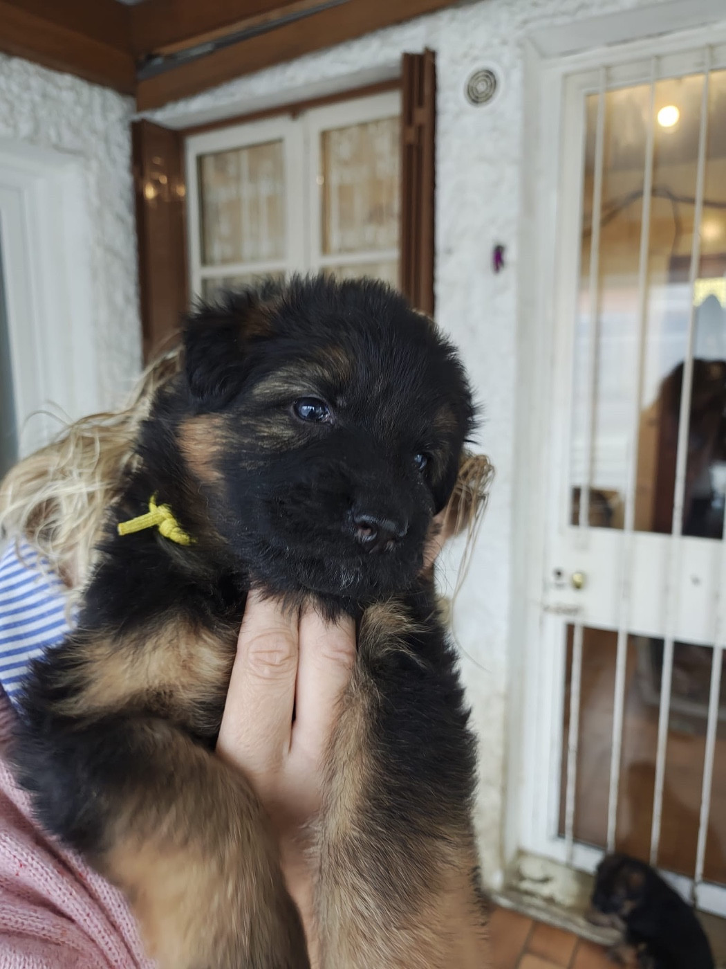 Des Compagnons D'Ice - Chiots disponibles - Berger Allemand Poil Long