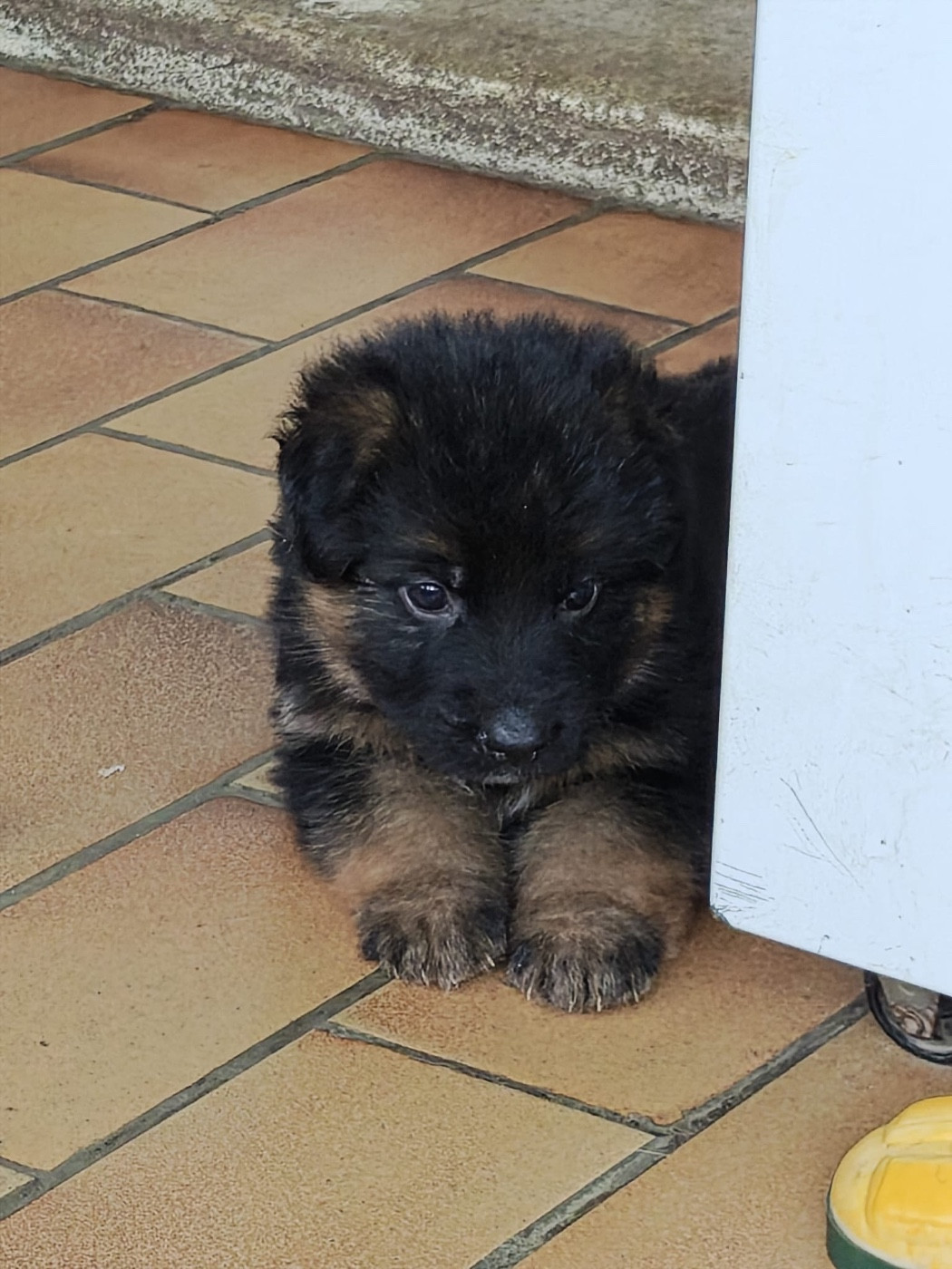 Des Compagnons D'Ice - Chiots disponibles - Berger Allemand Poil Long
