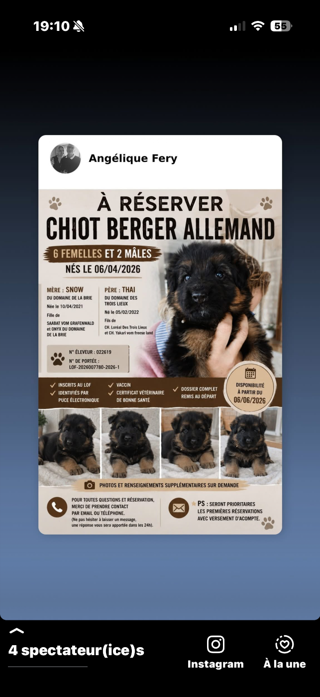 Des Compagnons D'Ice - Berger Allemand Poil Long - Portée née le 06/04/2026