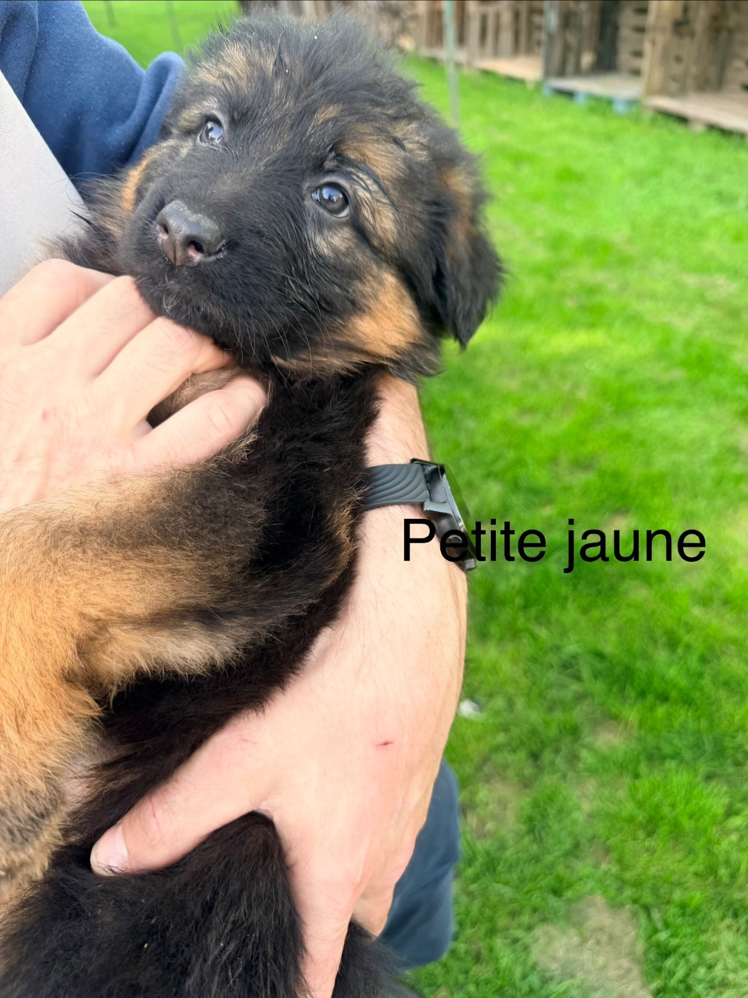 Des Compagnons D'Ice - Chiots disponibles - Berger Allemand Poil Long