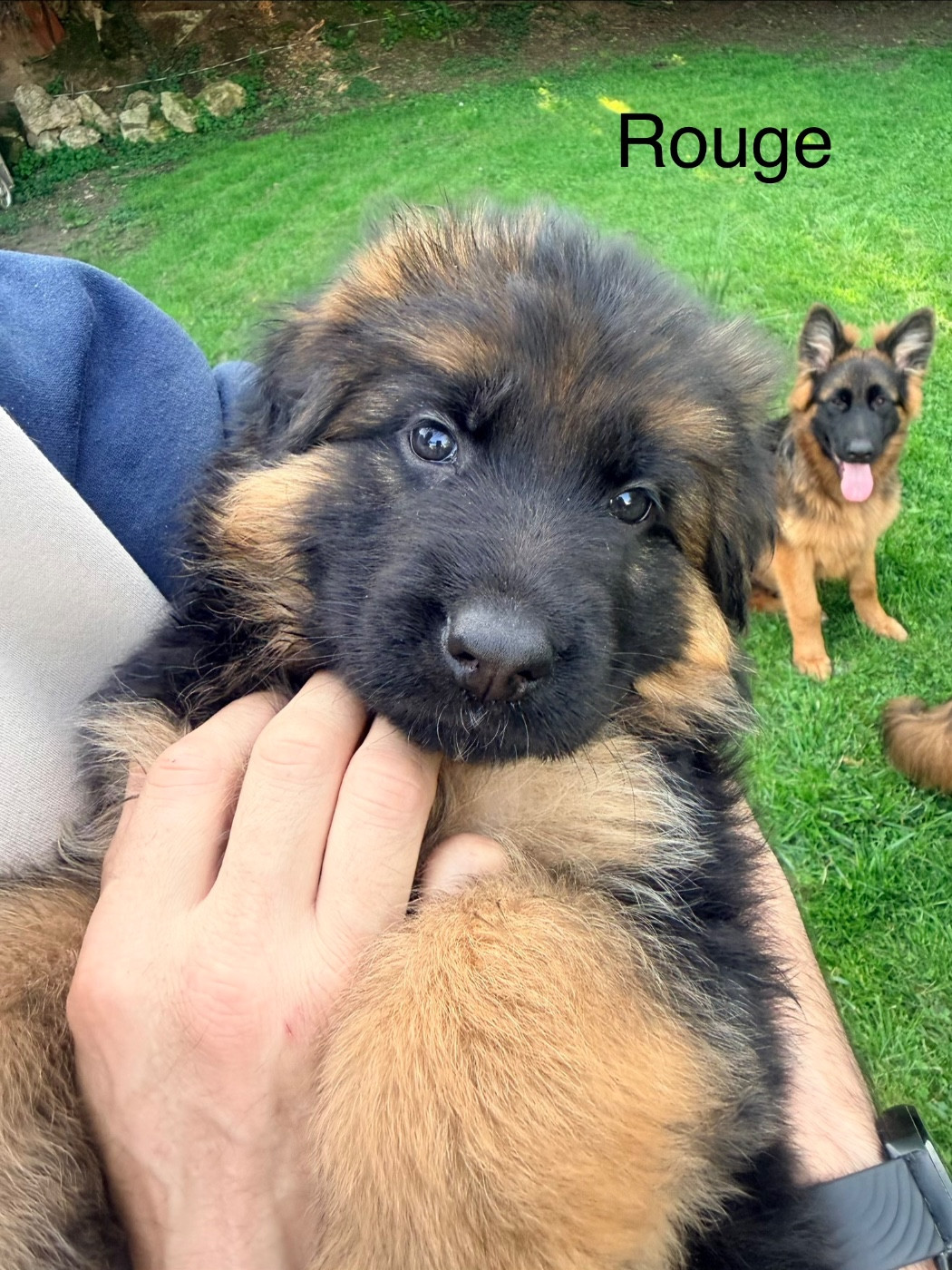 Des Compagnons D'Ice - Chiots disponibles - Berger Allemand Poil Long