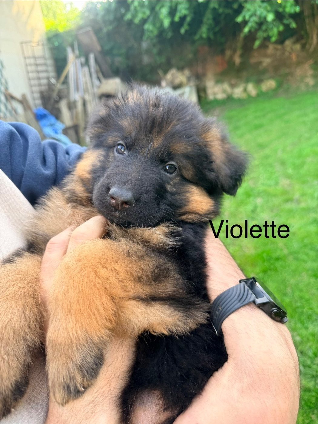 Des Compagnons D'Ice - Chiots disponibles - Berger Allemand Poil Long