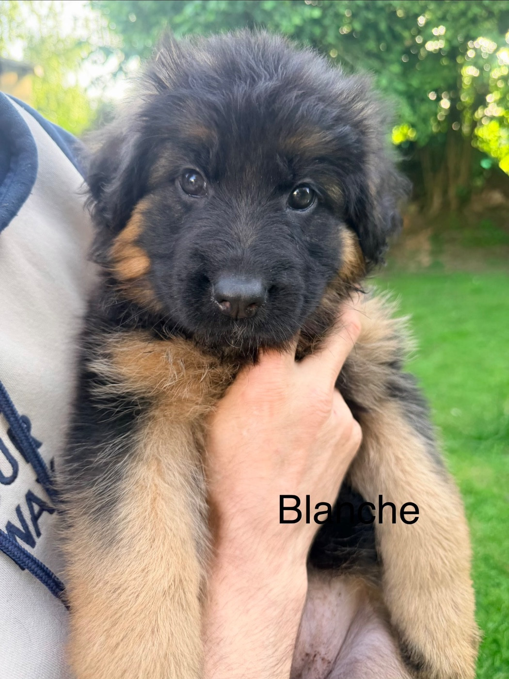 Des Compagnons D'Ice - Chiots disponibles - Berger Allemand Poil Long