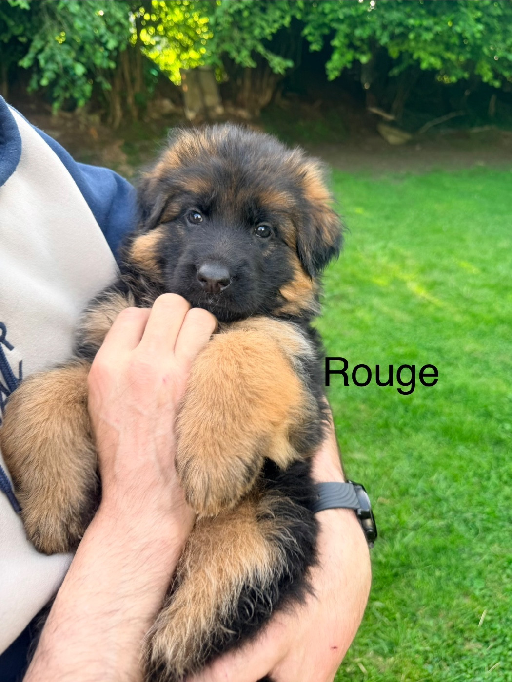 Des Compagnons D'Ice - Chiots disponibles - Berger Allemand Poil Long